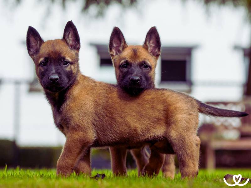 Plemeno-belgicky-ovcak-malinois (1)